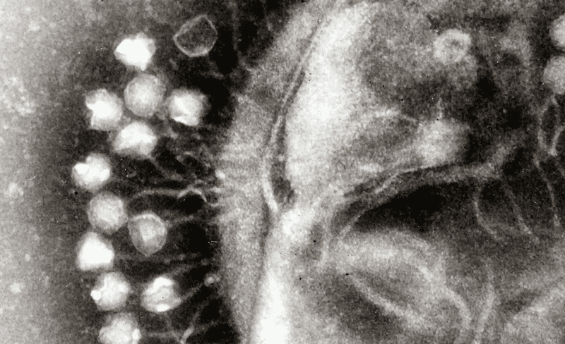 Bacteriófagos como alternativas terapéuticas a los antibióticos