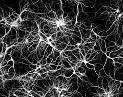 Neuronas en imágenes