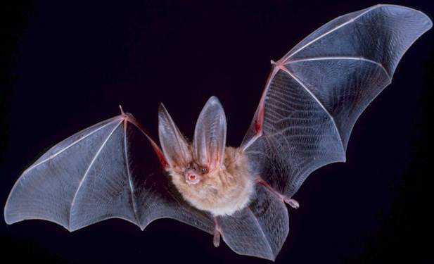 Los murciélagos como fuente de virus patógenos