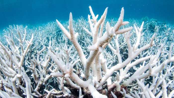 Blanqueamiento del coral – The Guardian